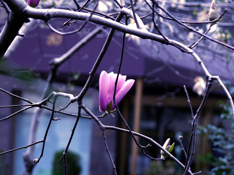 L1430513.JPG