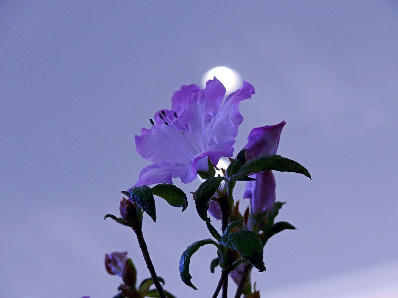 l1410366_conew1.jpg