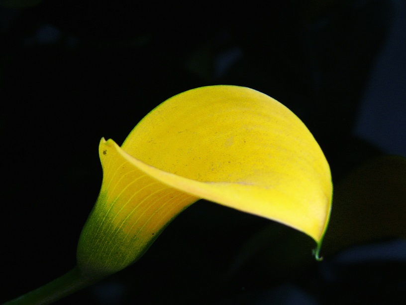 l1460299_conew1.jpg