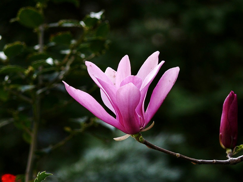 l1440082_conew1.jpg
