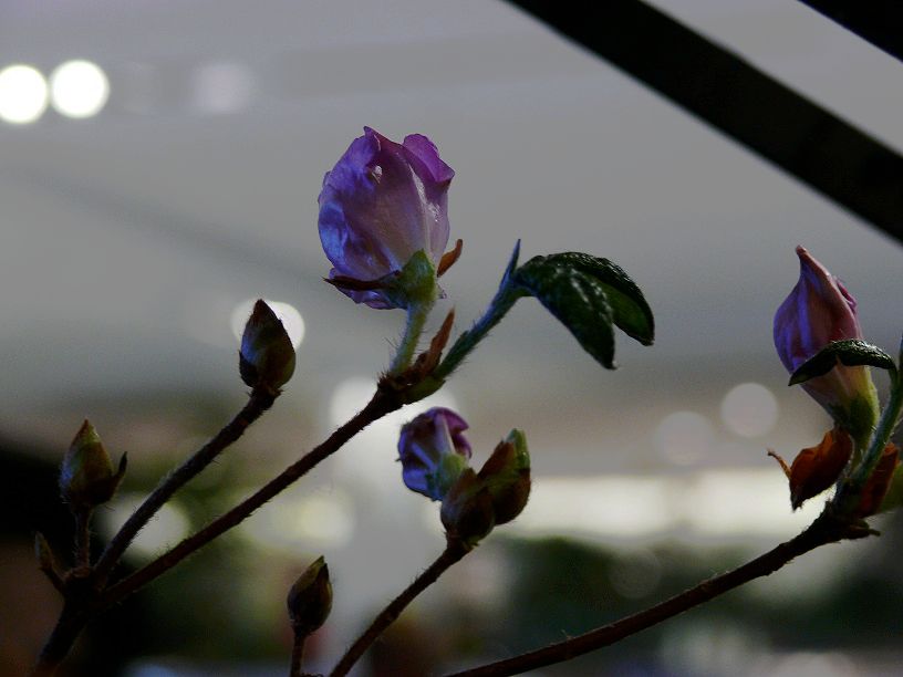 l1420025_conew1.jpg