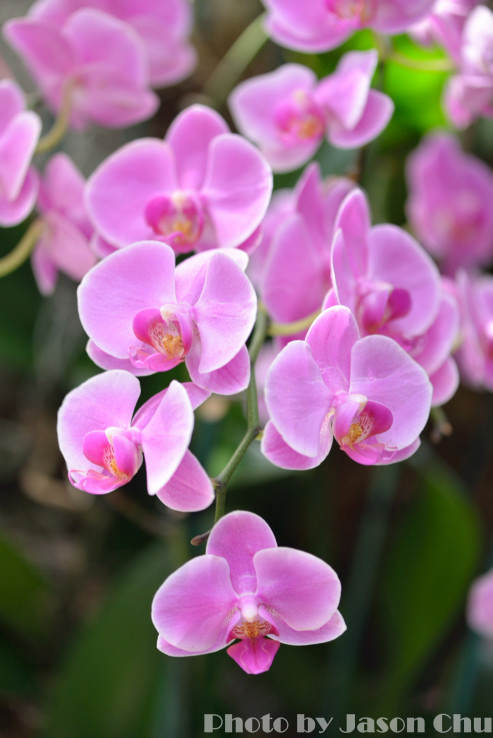 DSC_2416.JPG