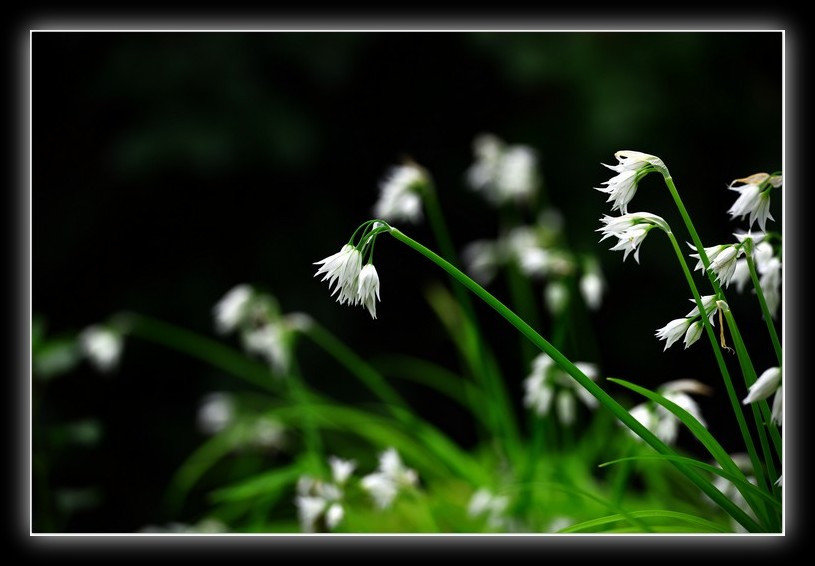 DSC_7675.jpg