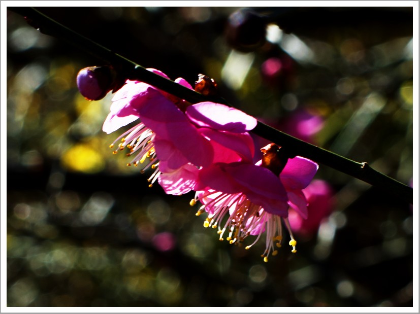 DSC_8504.jpg