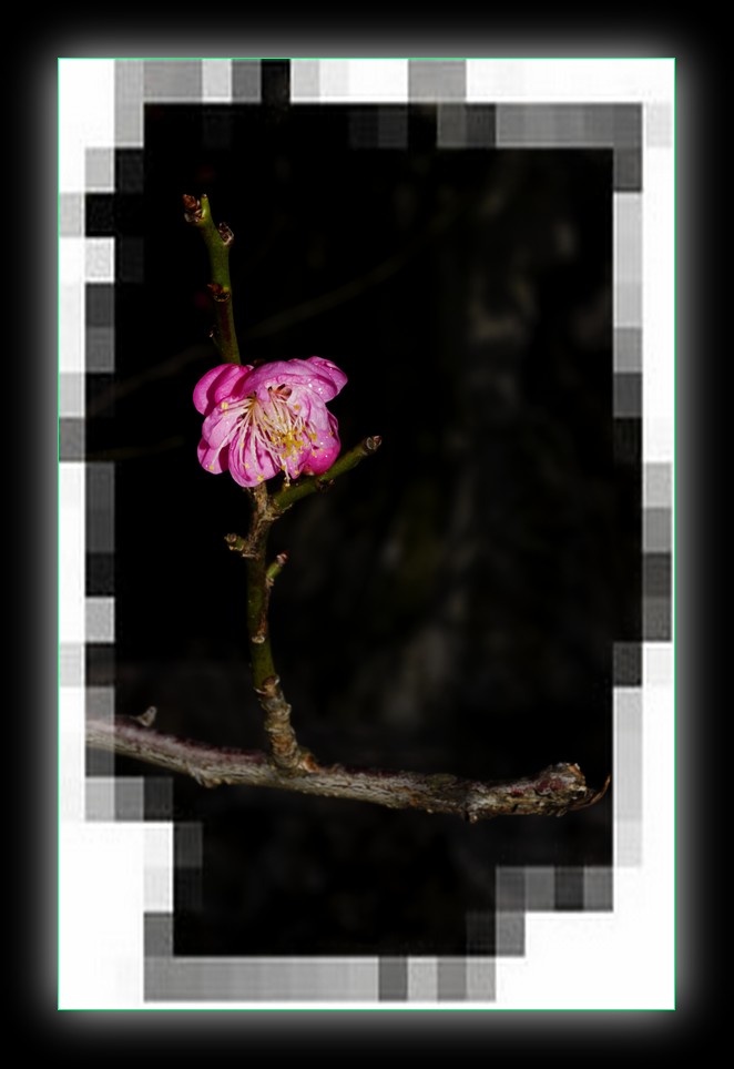 DSC_8238.jpg