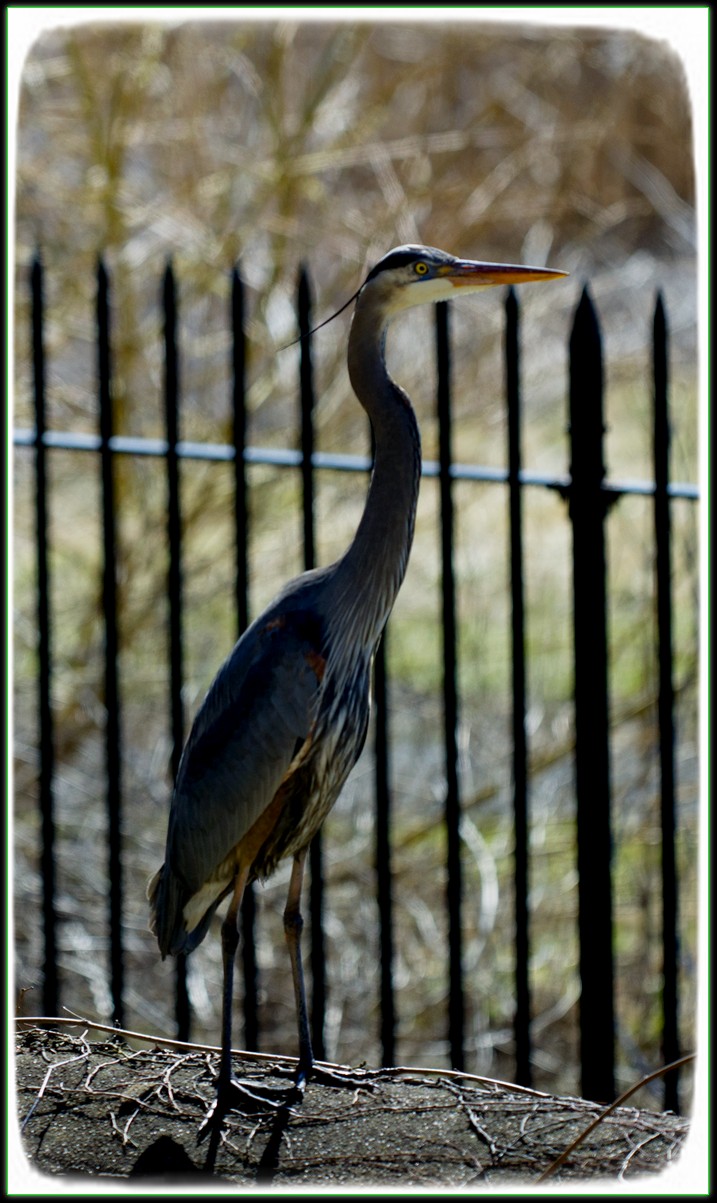 DSC_9145.jpg