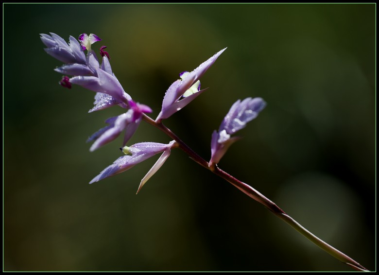 DSC_9528.jpg