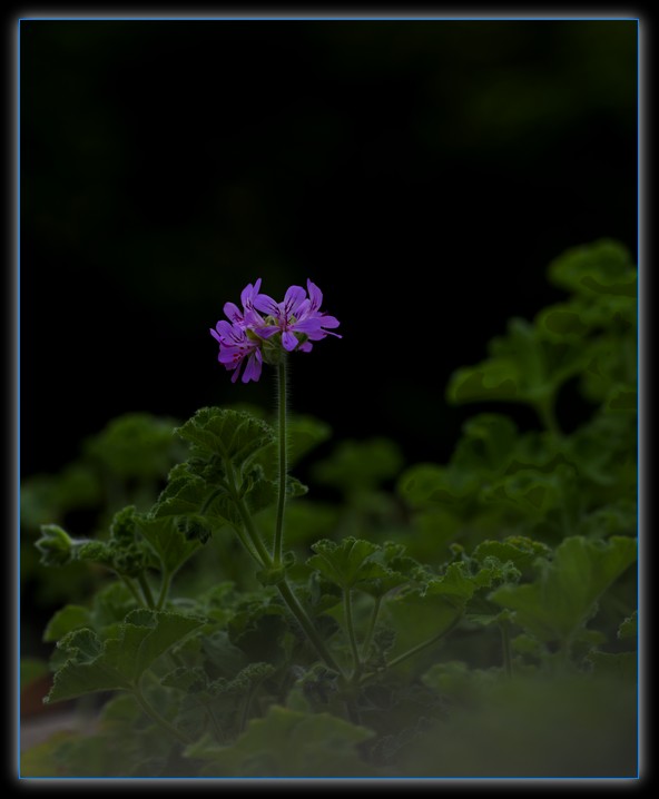 DSC_7677.jpg