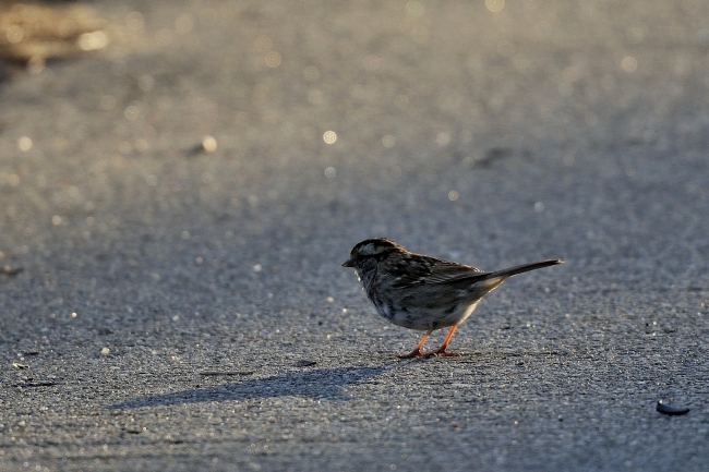 _DSC6051_01.JPG