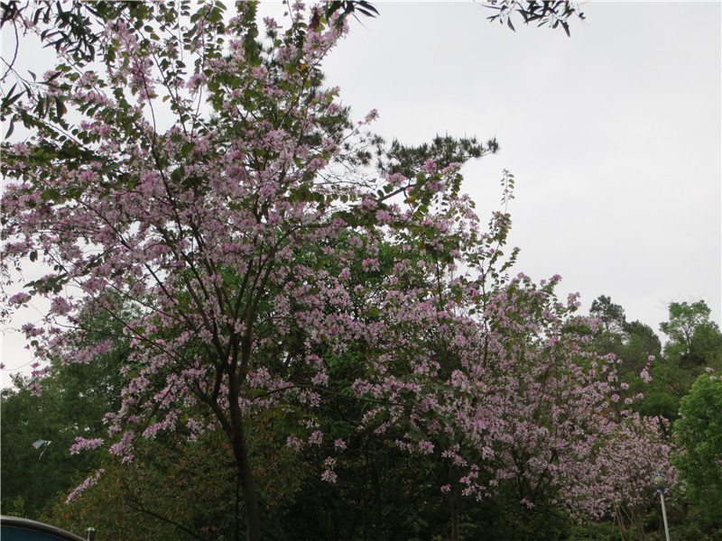 IMG_7225.jpg