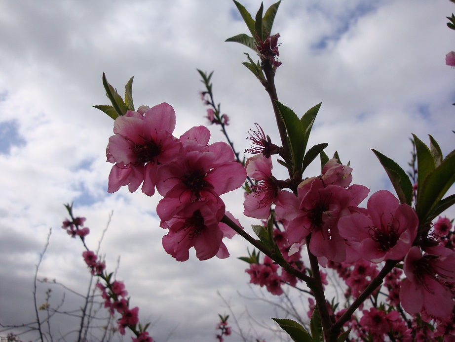 DSC08603.JPG