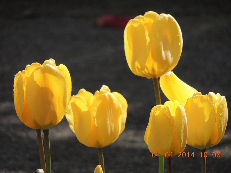 flowers 2014 841_.jpg