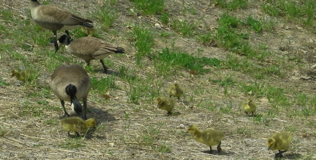 canada geese 5.JPG