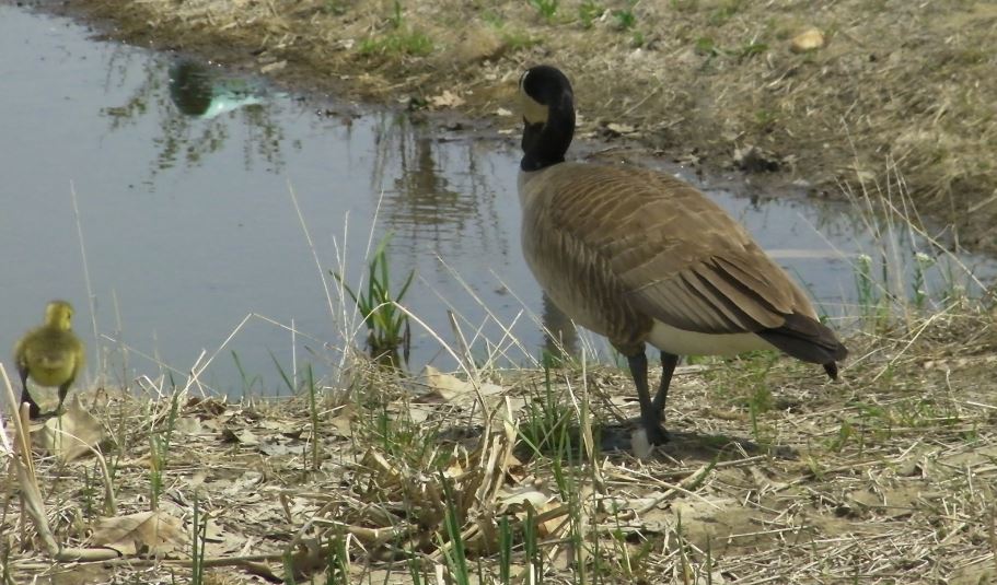 canada geese 2.JPG