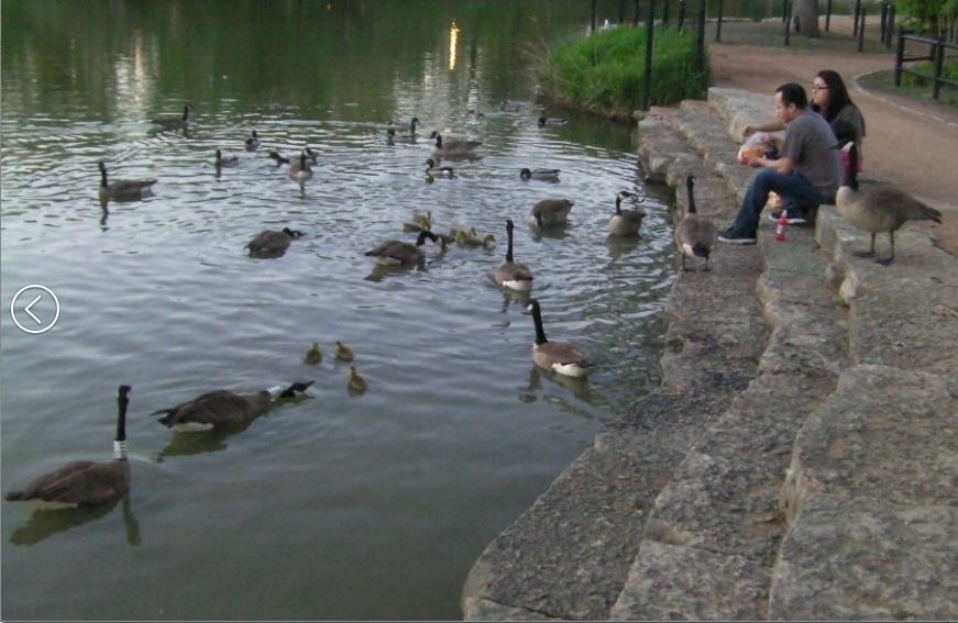 canada geese7.JPG