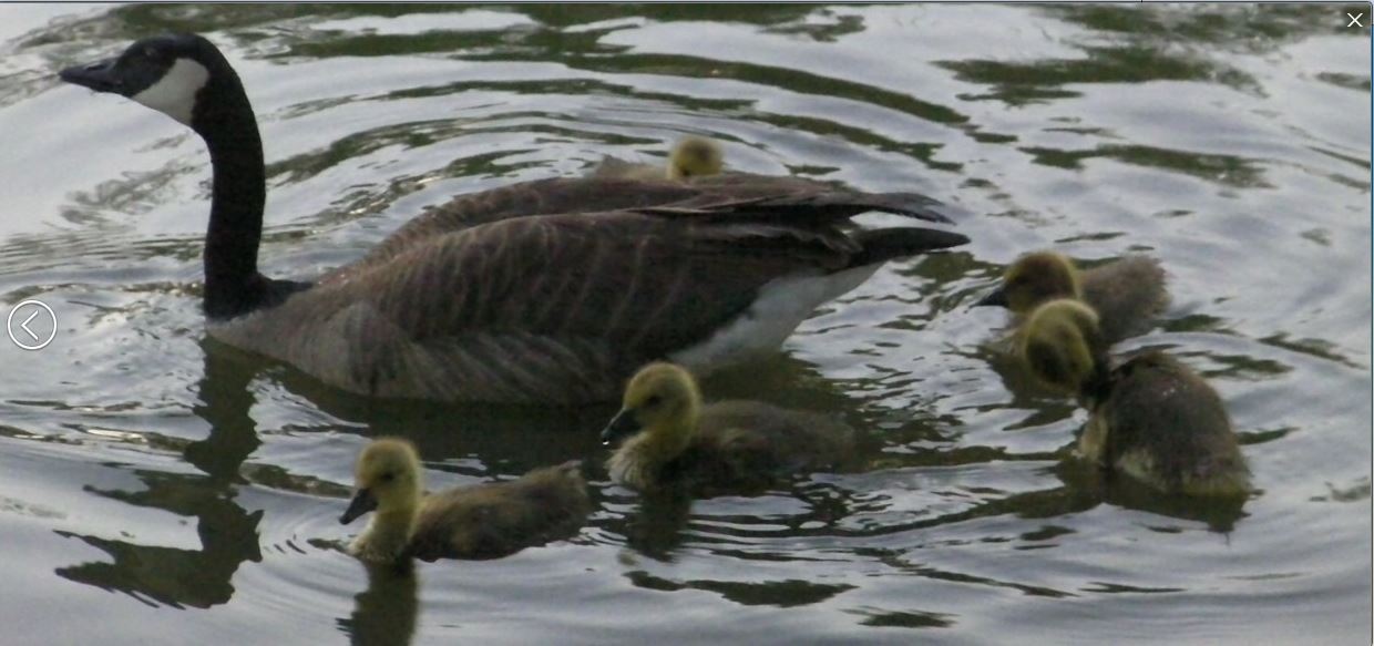 canada geese6.JPG