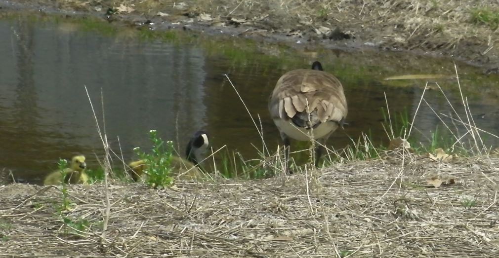 canada geese 3.JPG