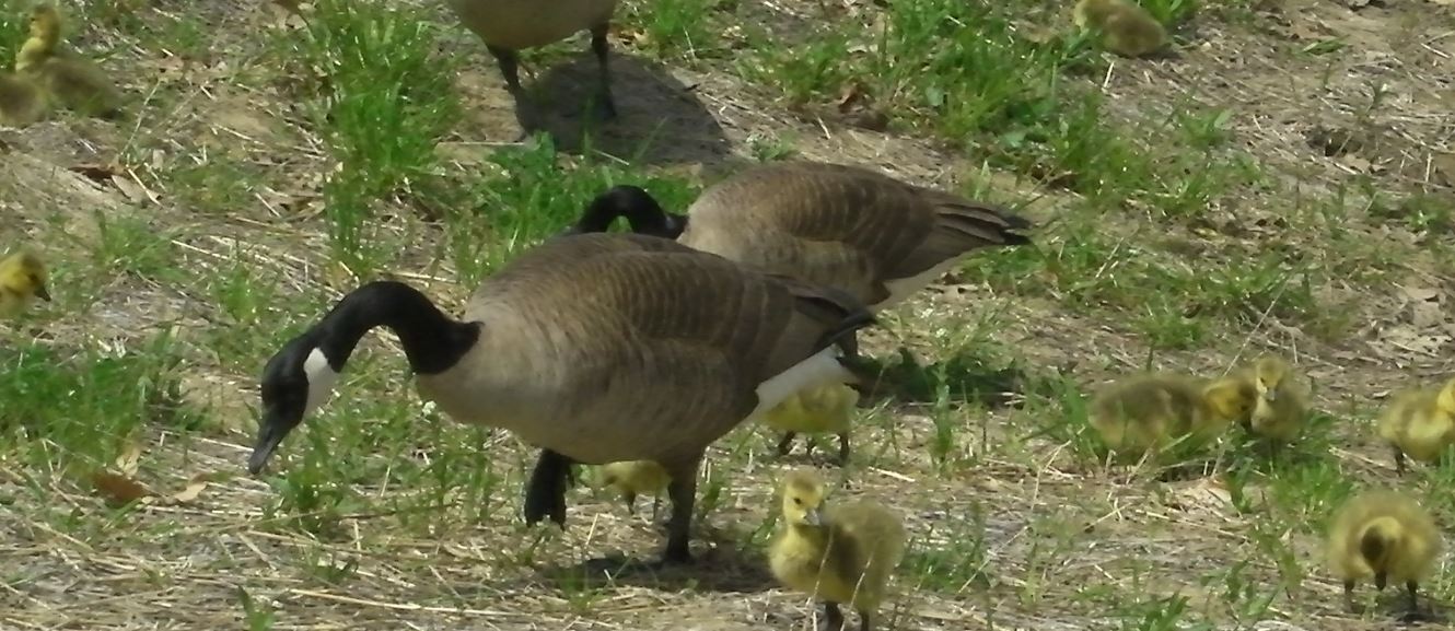 canada geese 4.JPG