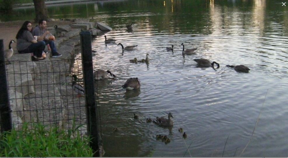 canada geese9.JPG