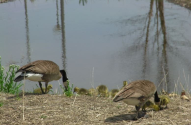 canada geese 1.JPG