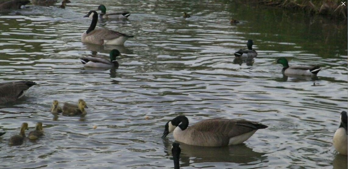 canada geese8.JPG