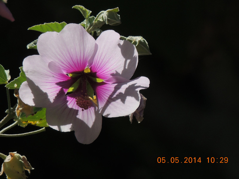 flowers 2014 966_.jpg