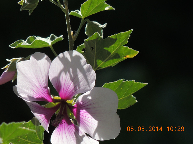 flowers 2014 970_.jpg