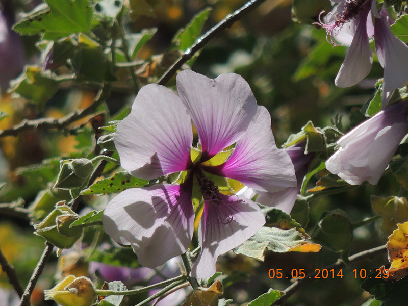 flowers 2014 967_.jpg