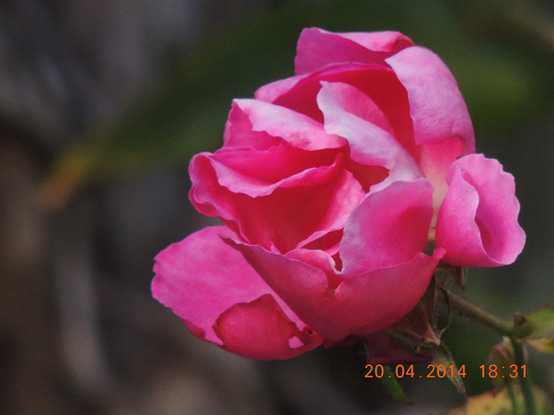 flowers 2014 940_.jpg