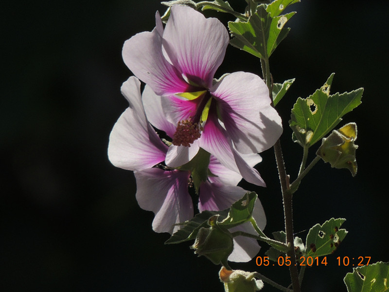 flowers 2014 962_.jpg