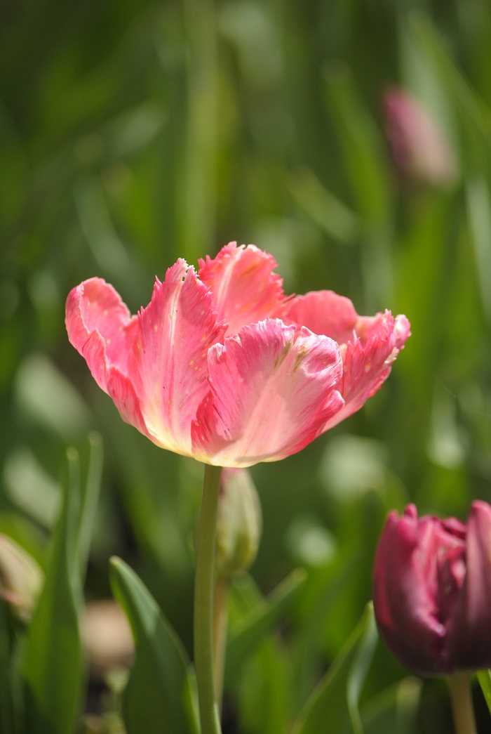 DSC_1005.JPG