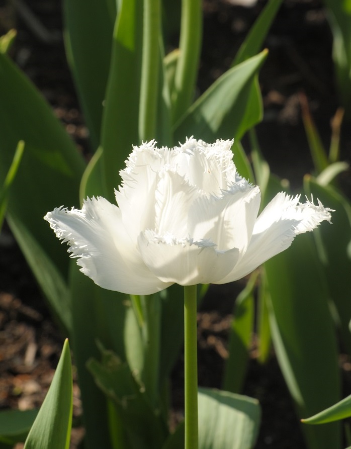 DSC_1035.JPG