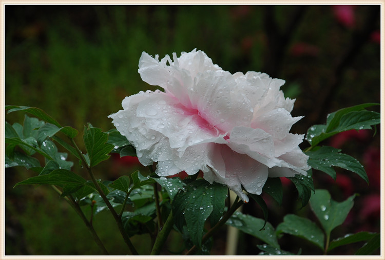 DSC_0004.jpg