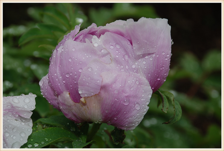 DSC_0040.jpg