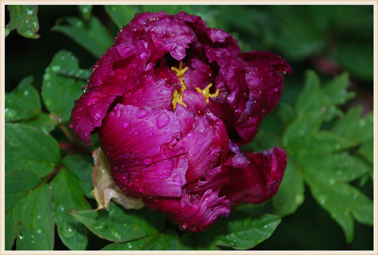 DSC_0036.jpg