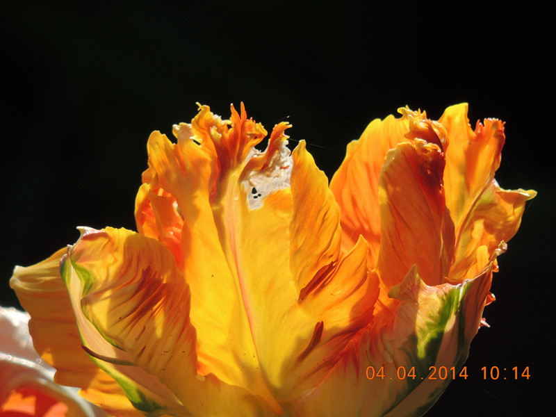 flowers 2014 869_.jpg