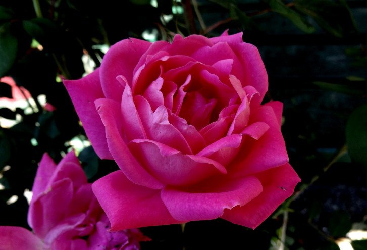 DSC01501j.jpg