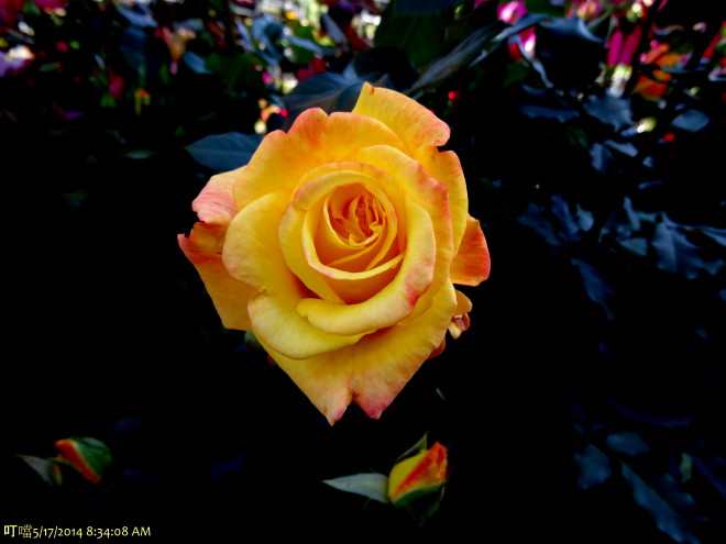 DSC01507h.jpg