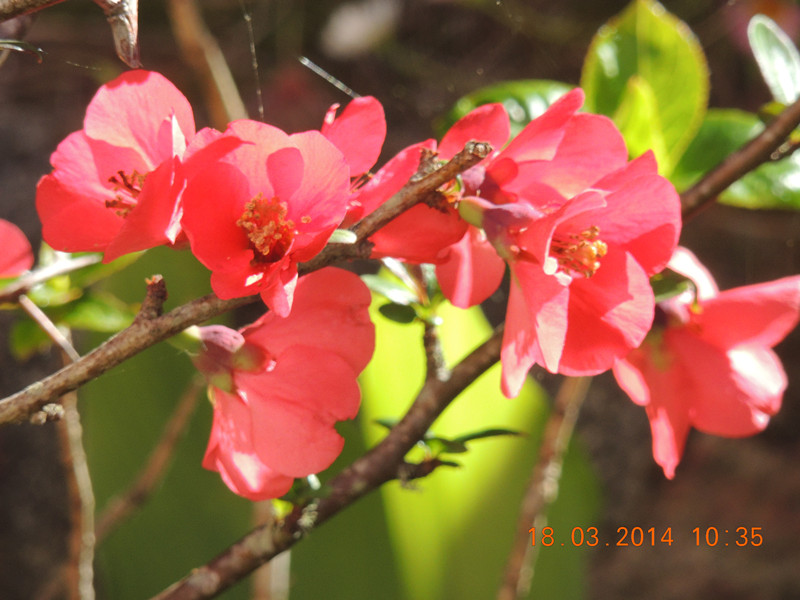 flowers 2014 516_.jpg