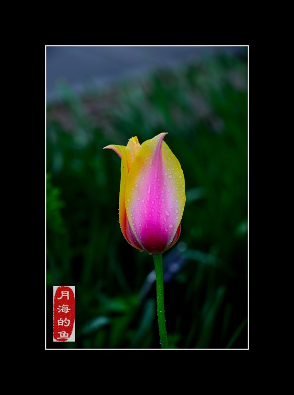 DSC_2575.jpg