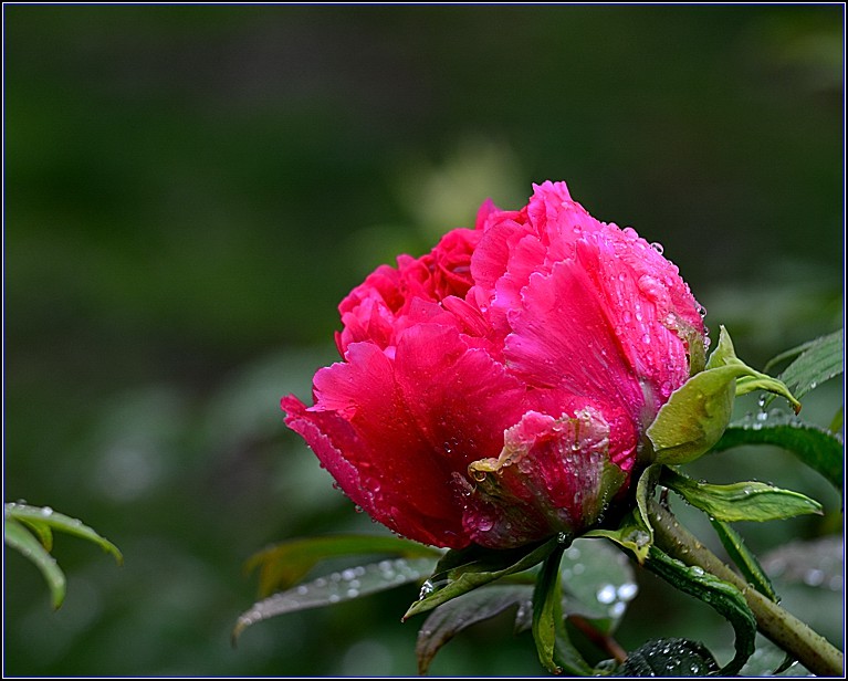 DSC_2460.jpg
