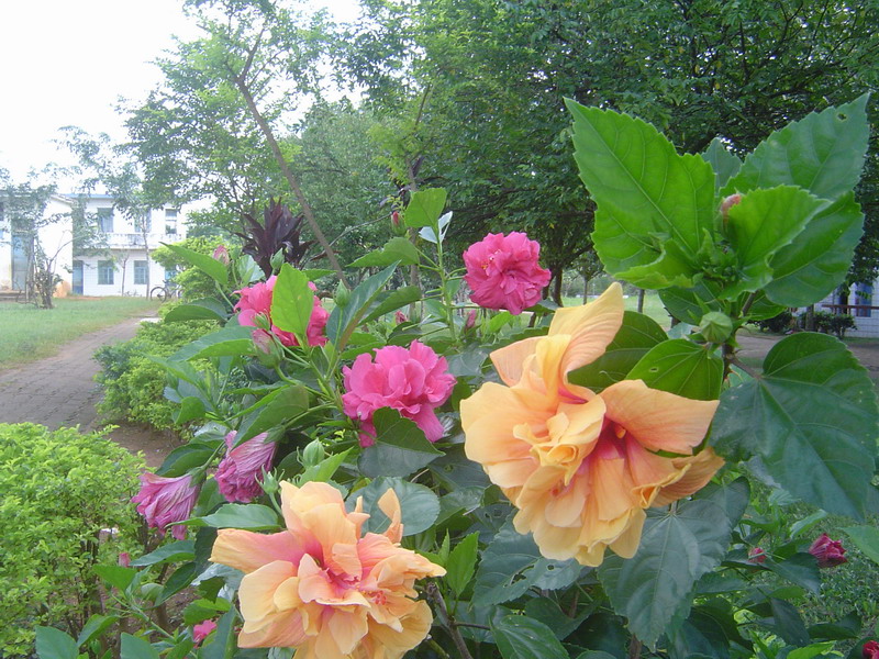 2009073109502418722[1].jpg
