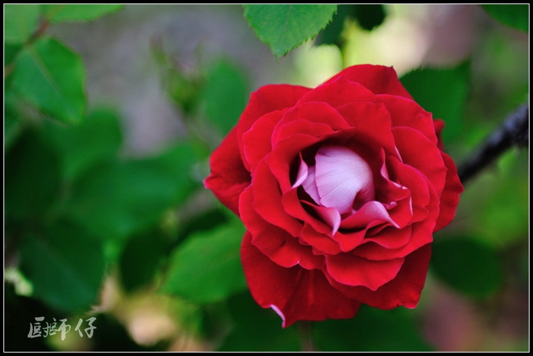 DSC_2388.jpg