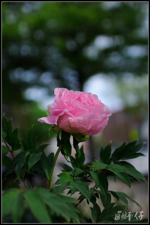 DSC_6119.jpg