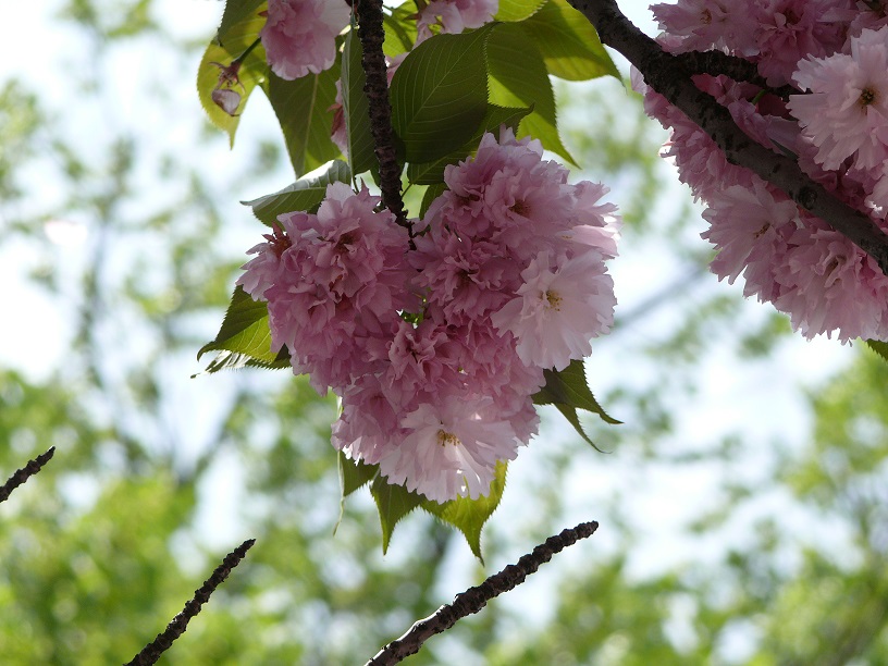 L1550117.JPG