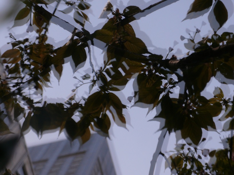 L1450687.JPG