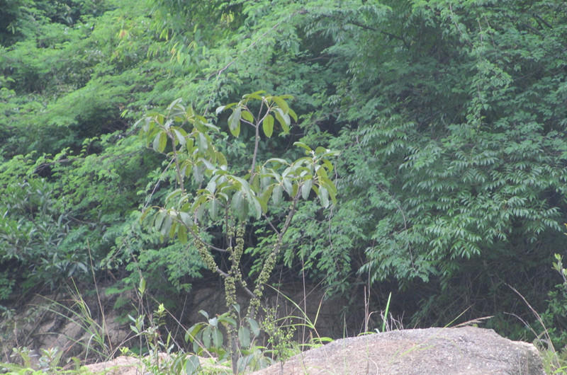 IMG_0738_.jpg