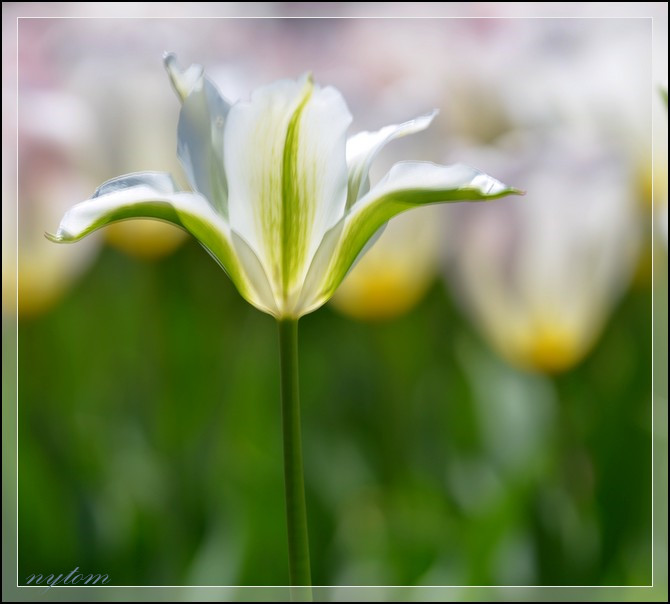 DSC_2928a.jpg