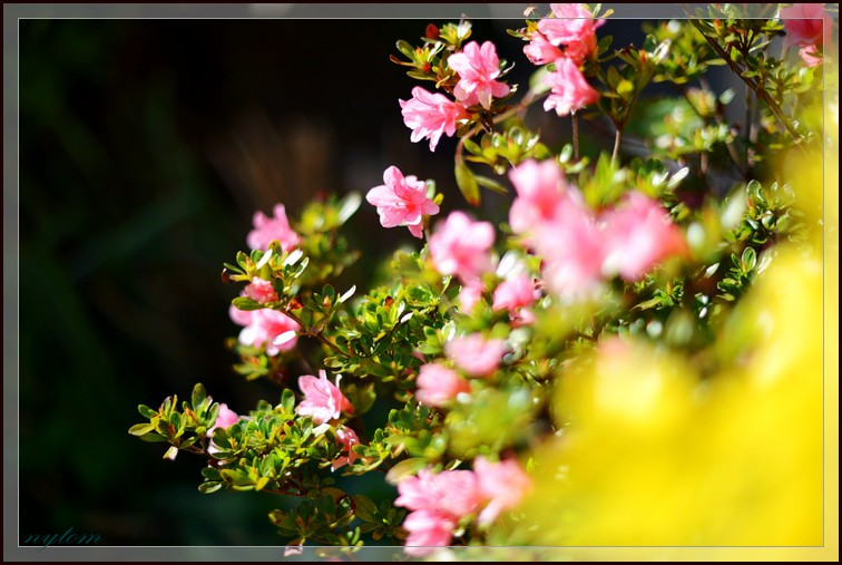 DSC_4101a.jpg