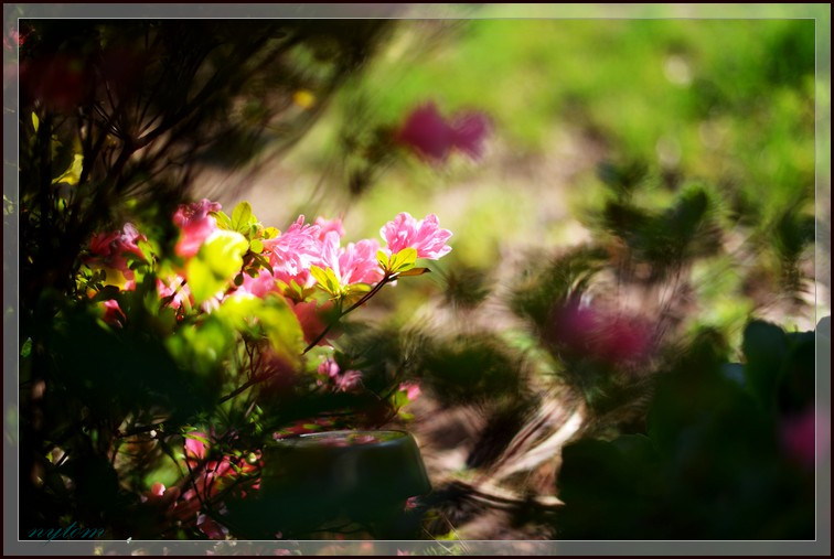 DSC_4095a_1.jpg